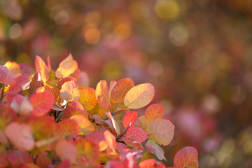 Beautiful autumn background