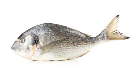 Fresh dorado fish isolated on white
