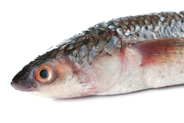 Fresh fish isolated on white