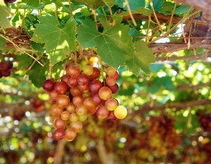 Vietnam vineyard, vine, ripe red grape