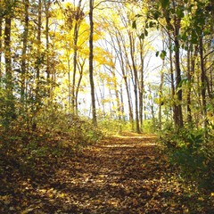 Naklejka premium Path in autumn forest