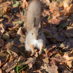 squirrel on autumn leaves