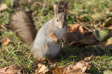 Naklejka na ściany i meble squirrel close up in autumn