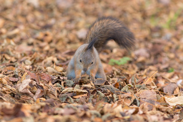 squirrel on autumn leaves