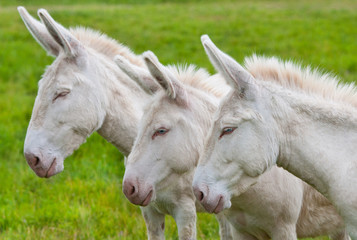 three white donkeys in a row on the pasture