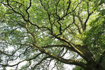 Beautiful spreading crown of a tree.