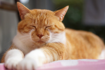 眠る茶猫