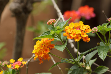 lantana