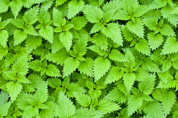 stinging nettle background texture
