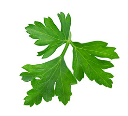 parsley isolated on a white background