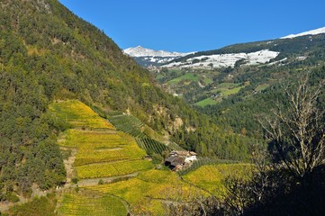 Naklejka na ściany i meble Weinberge in Südtirol