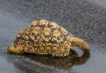 Leopard tortoise drinking water on wet road in Kruger National Park, South Africa