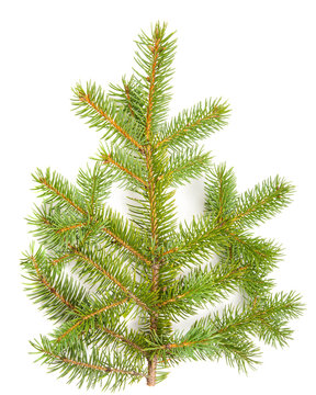 green banch of fir isolated on white