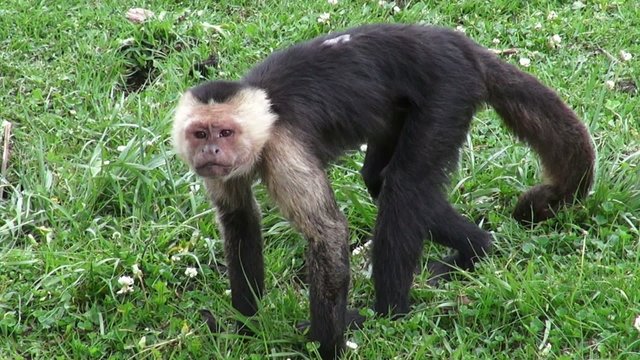 Capuchin Monkeys, Primates, Wild Animals