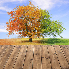 Naklejka na ściany i meble Season tree with wooden planks.