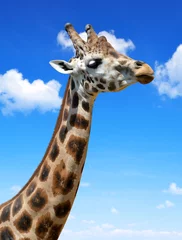 Papier peint photo autocollant rond Girafe La tête de la girafe