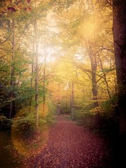 Waldweg im Herbst