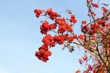 Rowan berries