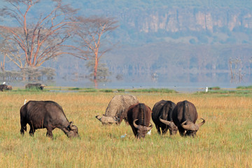 Grazing African buffaloes, Lake Nakuru National Park