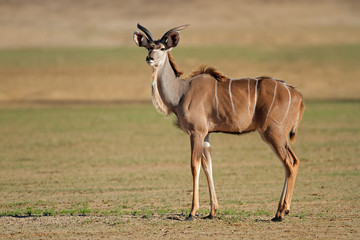 Naklejka na ściany i meble Kudu antelope