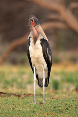 Marabou stork