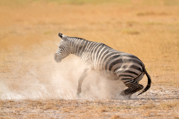 Naklejka na ściany i meble Plains Zebra in dust, Amboseli National Park