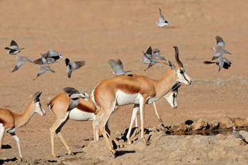 Springbok antelopes and doves, Kalahari desert