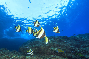 Underwater fish and coral reef