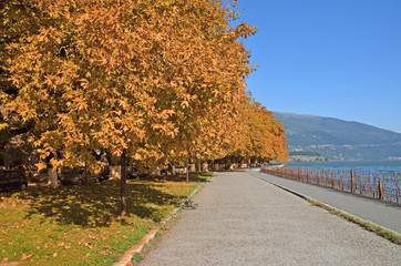 Fototapeta na wymiar yellow trees in Giannena lake autumn
