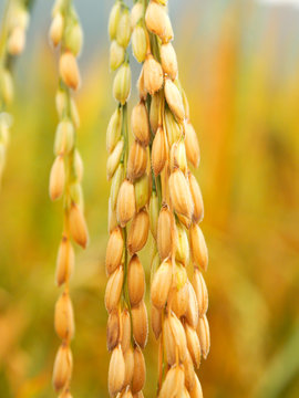 Close up peddy rice in a field