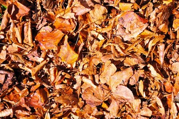 Autumn leaves © Arena Photo UK