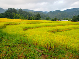 Rice terraces in a village