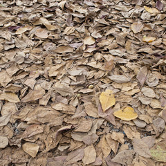 autumn dry leaves fall on the ground