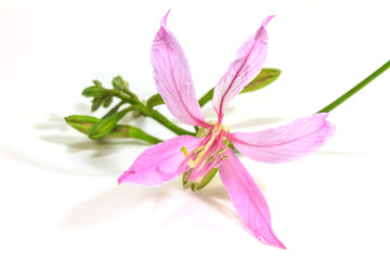 Fototapeta premium Purple Bauhinia on white background