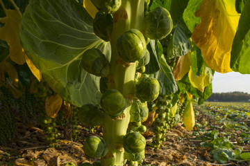 Brussels sprout growing in a field at fall