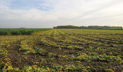 Brussels sprout growing in a field at fall