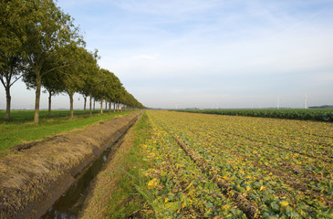 Obraz premium Brussels sprout growing in a field at fall