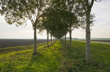 Trees along a road in autumn