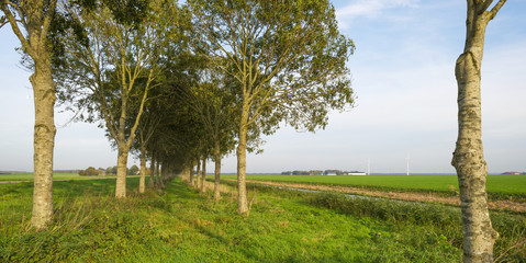 Trees along a road in autumn