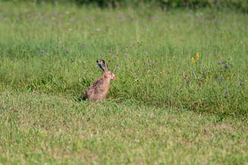 Lièvre dans le pré