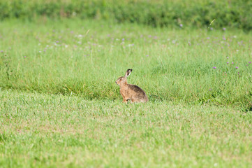 Lièvre dans le pré
