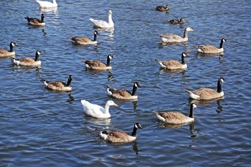 Canada Geese on the River Derwent © Arena Photo UK