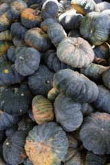 Fototapeta na wymiar green pumpkin vegetable of agriculture harvesting