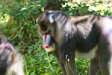 Mandrill mâle adulte