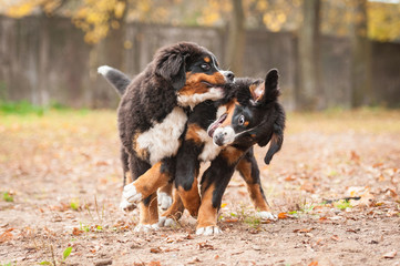 Two bernese mountain puppies playing in the park in autumn