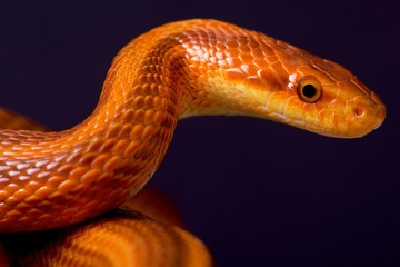 Dion's rat snake / Elaphe dione