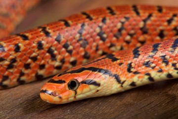 Japanese forest snake / Euprepiophis conspicillatus