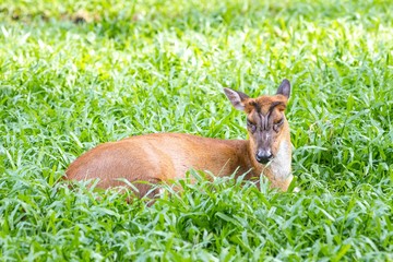Mousedeer