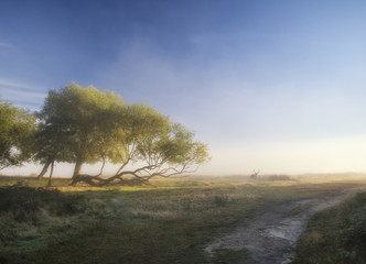 Beautiful diffused light on landscape with red deer stag on Autu