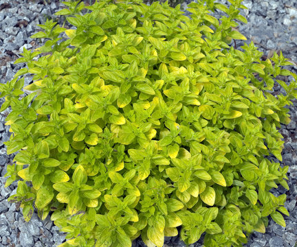 Goldmajoran, Origanum, vulgare, Thumbles, Variety,